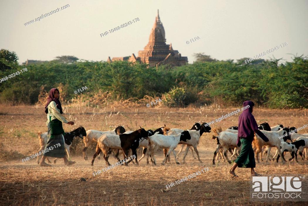 Stock Photo: Domestic Goat, herd, with goatherders and Buddhist temple in distance, Bagan, Mandalay Region, Myanmar, January.