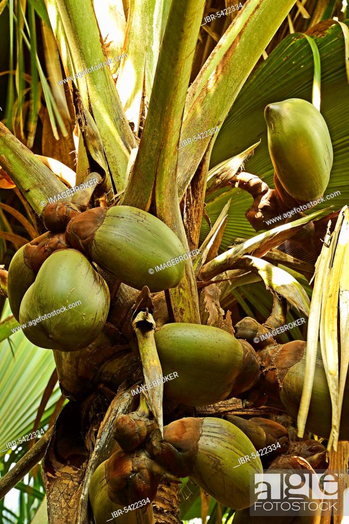 Coco de Mer (Lodoicea maldivica), coconut, largest seed on earth, fruit ...