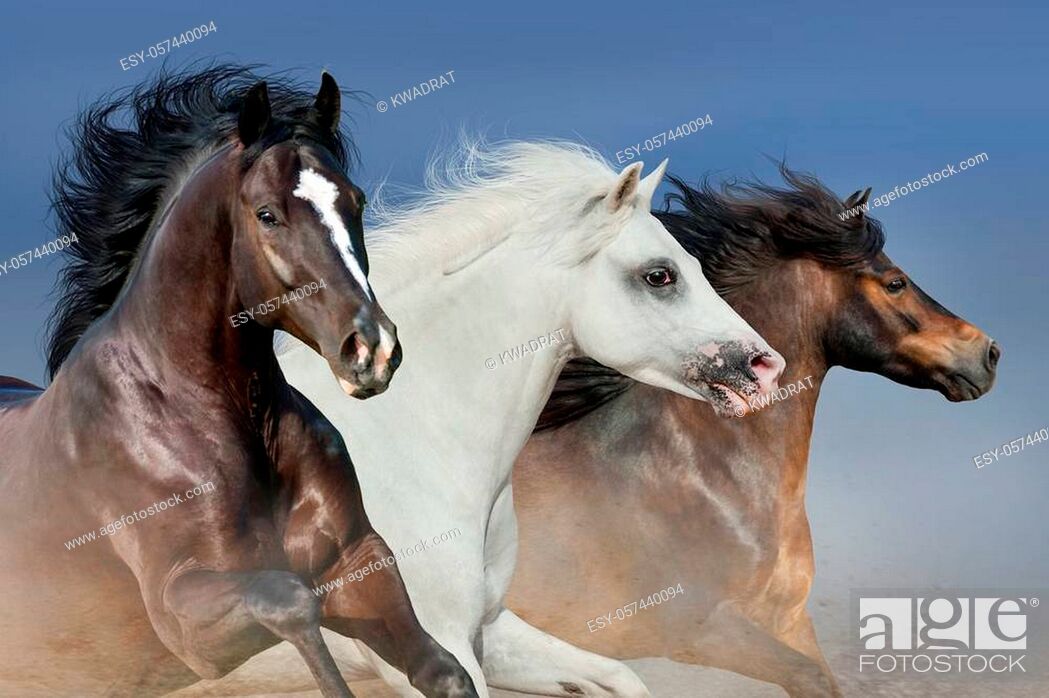 Stock Photo: Horses run gallop in desert against sky.