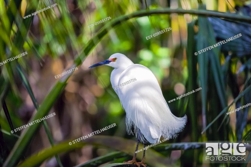 Photo de stock: Elegant Snowy Egret (Egretta thula) with breeding plumage balancing on a thin branch looking left seen from the back, Florida, USA.