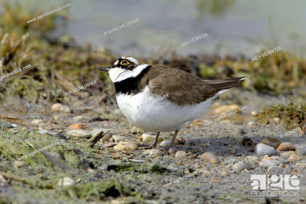 Stock Photo: Little Ringed Plover - alert to bird of prey flying overhead (Charadrius dubius).