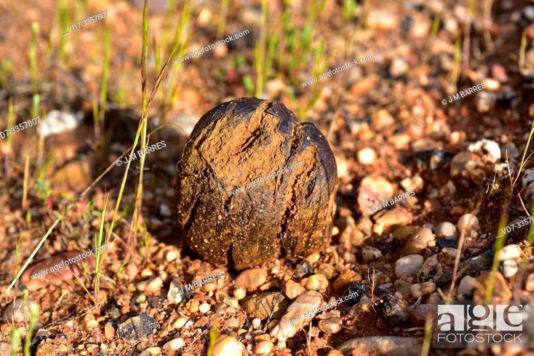 Stock Photo: Bohemian truffle or dead man's foot (Pisolithus tinctorius or Pisolithus arhizus) is a spherical fungus. This photo was taken in Arribes del Duero Natural Park.
