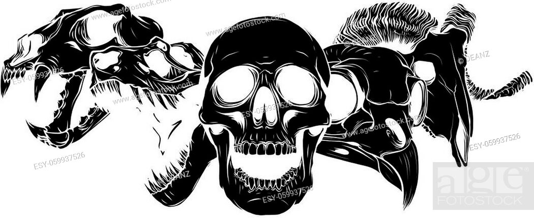 vector illustratio of animal skull, Stock Vector, Vector And Low Budget  Royalty Free Image. Pic. ESY-059937526 | agefotostock