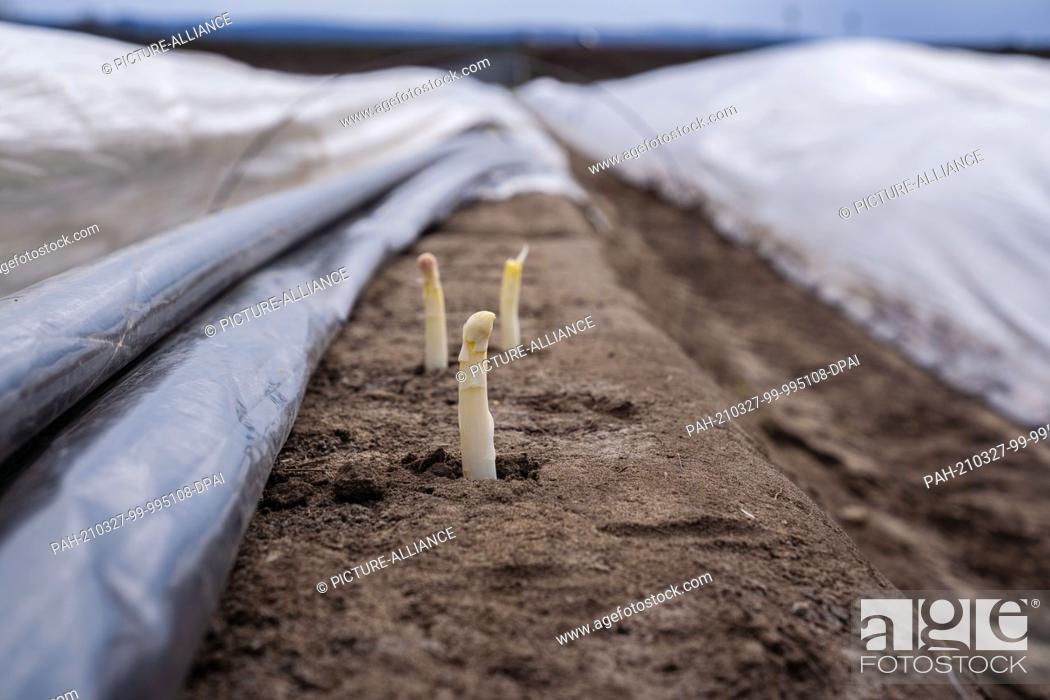 Stock Photo: 27 March 2021, Bavaria, Feuerbach: The first asparagus spears are peeking out of the ground in an asparagus field near Feuerbach.