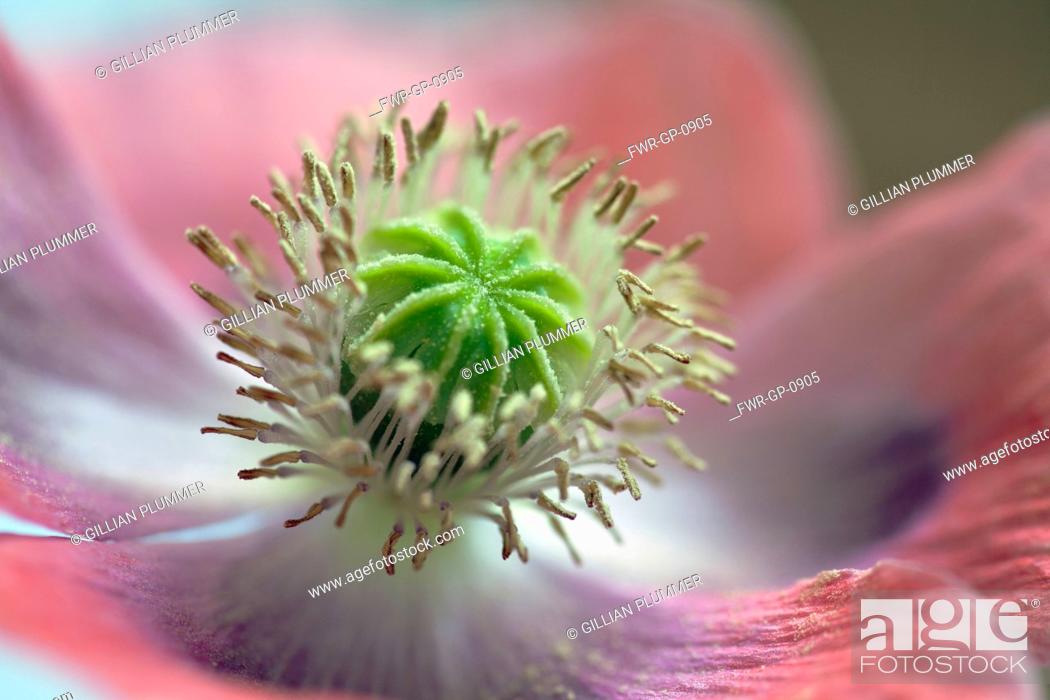 Stock Photo: Opium poppy, Papaver somniferum, Very close view of centre of a pink flower showing the stamens and ridged green stigma with granules of pollen on it.