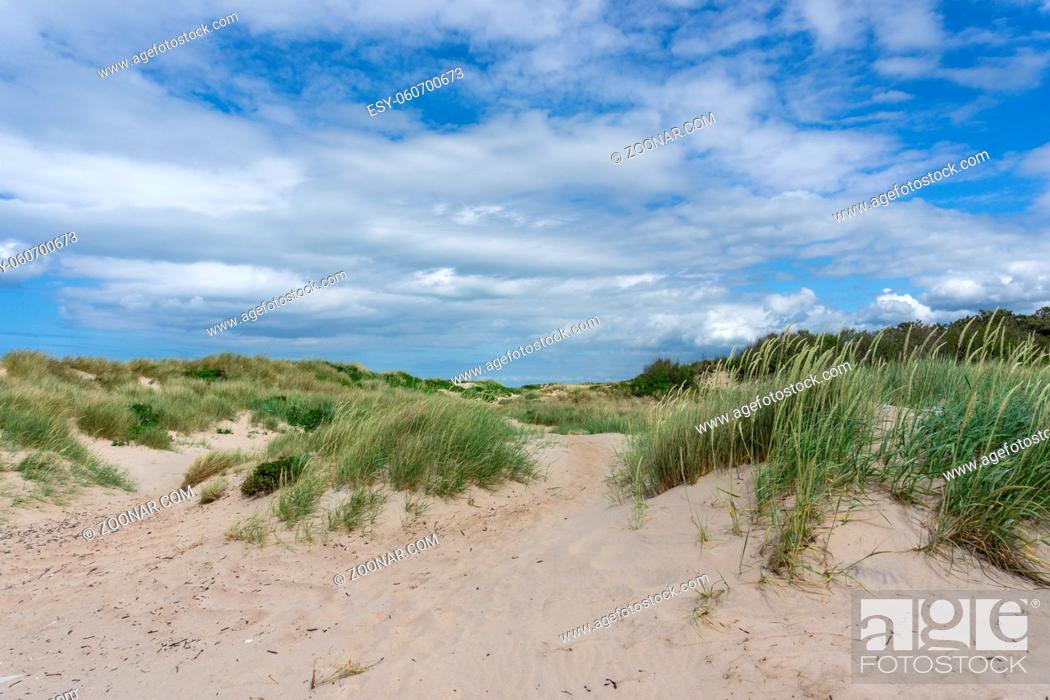 Stock Photo: View of large sand dunes with marsh grass and reeds under a blue sky with white cumulus clouds.