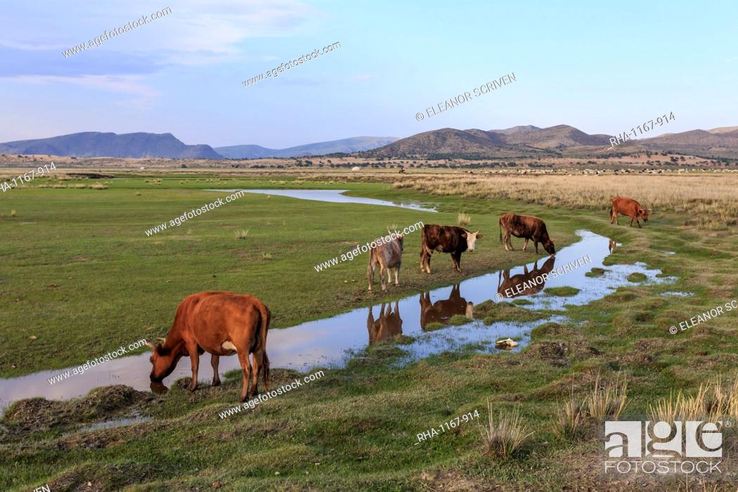 Stock Photo: Cows reflected in a small pool, grass and mountains, evening, Khogno Khan Uul Nature Reserve, Gurvanbulag, Bulgan , Mongolia, Central Asia, Asia.