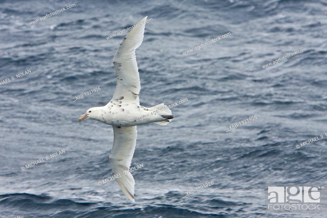 Stock Photo: Southern Giant Petrel Macronectes giganteus on the wing in the drake passage between South America and the Antarctic Peninsula.