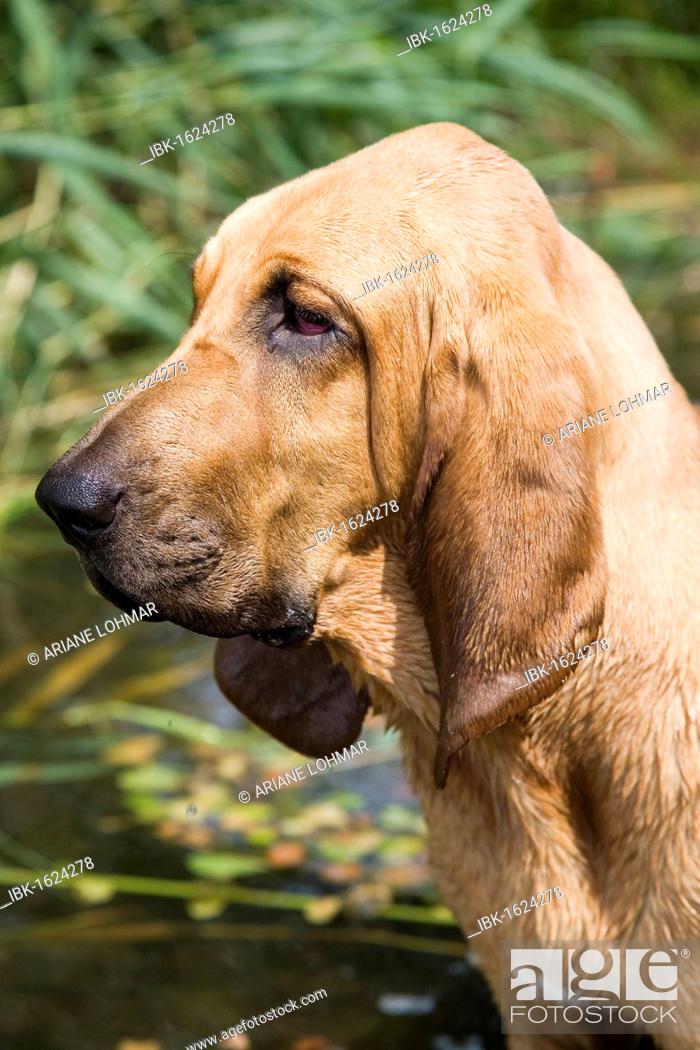 Young Bloodhound St Hubert Hound Or Sleuth Hound Female Portrait Stock Photo Picture And Royalty Free Image Pic Ibk 1624278 Agefotostock