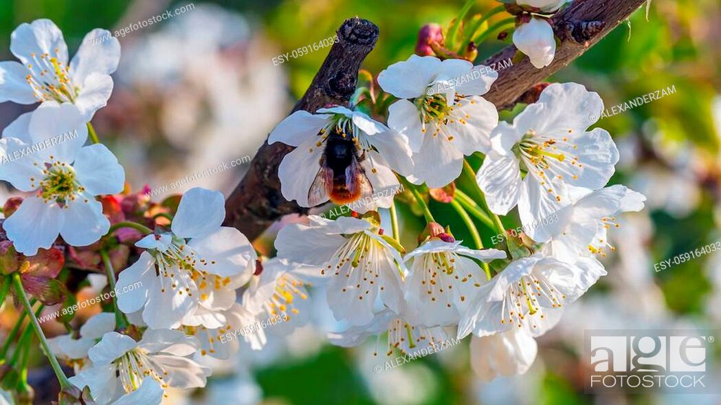 Stock Photo: Blossoming branch of sweet cherry and bumblebee.