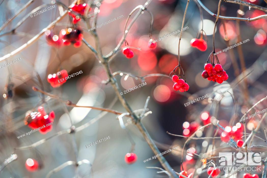 Stock Photo: Close view of the overriped last year?s red berries and fragile twigs of guelder rose (viburnum) in shallow depth of field.