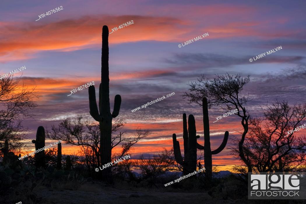 Imagen: Cacti stand in silhouette against a colorful sky in Saguaro National Park, Arizona.