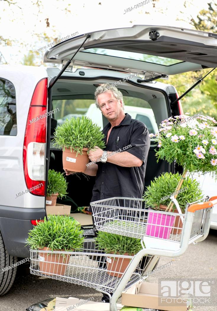 Imagen: Man, transport of plants, lavender, Lavandula angustifolia, marguerite, Leucanthemum, Mercedes Vito Bus.