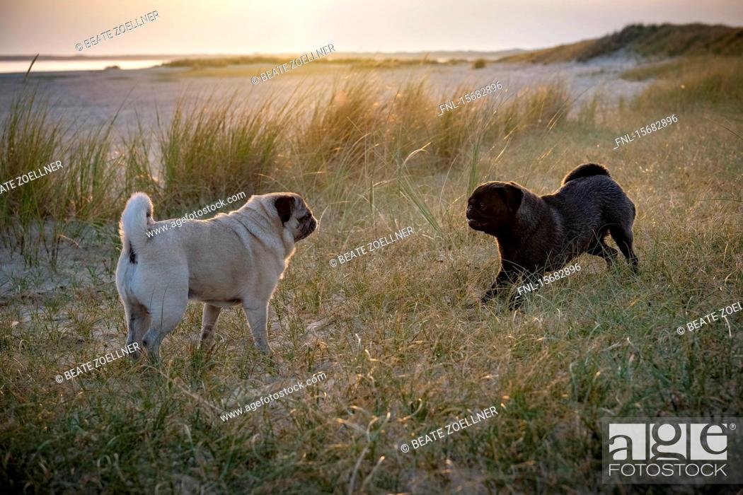 Stock Photo: Two pug dog playing at beach, Sylt, Schleswig-Holstein, Germany, Europe.