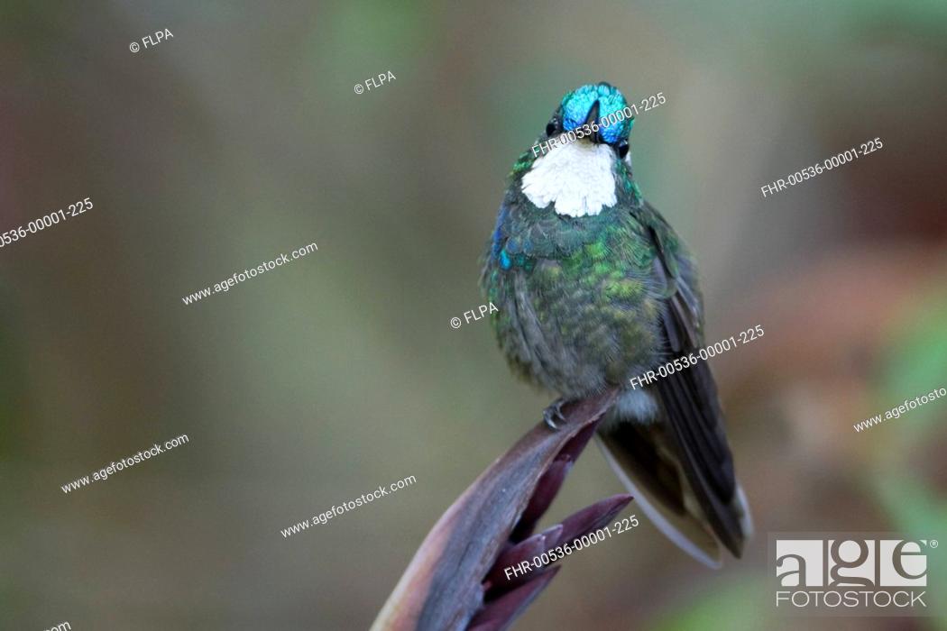 Stock Photo: White-throated Mountain-gem Lampornis castaneoventris adult male, perched on plant, Costa Rica, march.