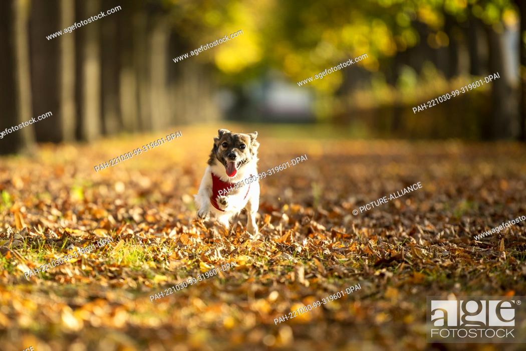 Stock Photo: 30 October 2022, Berlin: Mixed-breed dog Cookie runs through the autumn leaves in the Charlottenburg Palace Garden, visibly enjoying the warm temperatures.