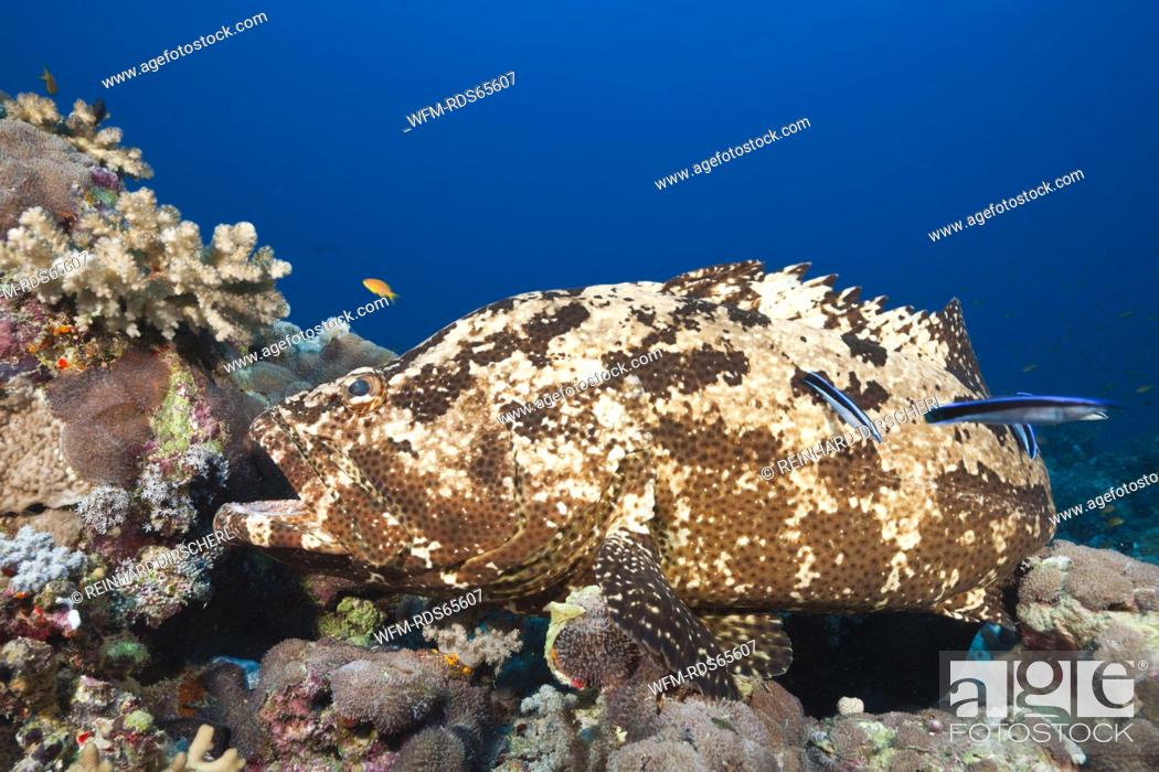 Stock Photo: Flowery Grouper beeing cleaned, Epinephelus fuscoguttatus, Red Sea, Ras Mohammed, Egypt.