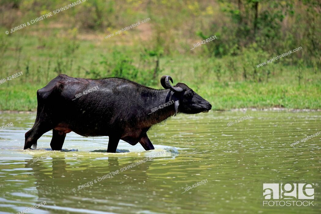 Stock Photo: Water buffalo (Bubalis bubalis), adult female, running through water, Udawalawe National Park, Sri Lanka.