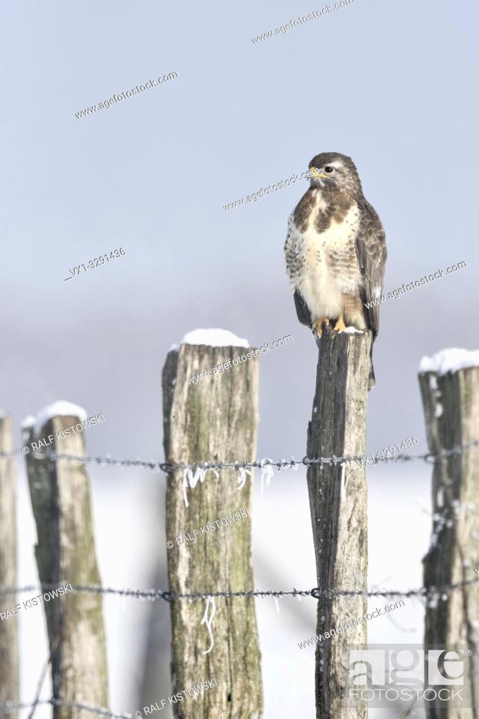 Stock Photo: Common Buzzard / Maeusebussard ( Buteo buteo ) in cold winter, perched on a fence post, covered with snow, wildlife, Europe.