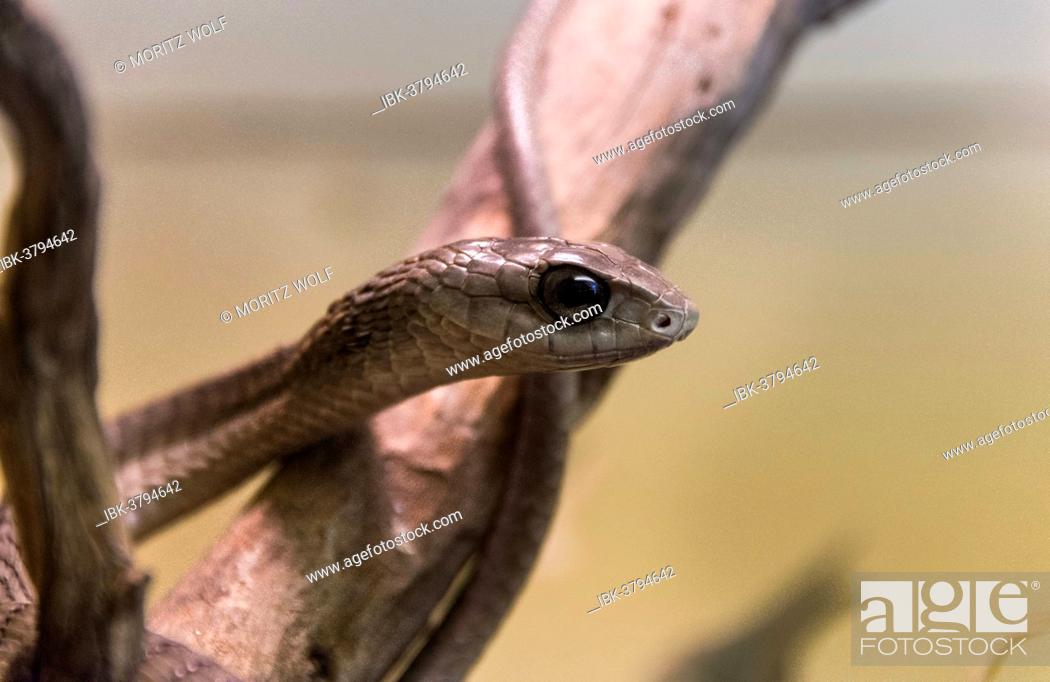 Stock Photo: Boomslang (Dispholidus typus), Living Desert Snake Park, Walvis Bay, Namibia.