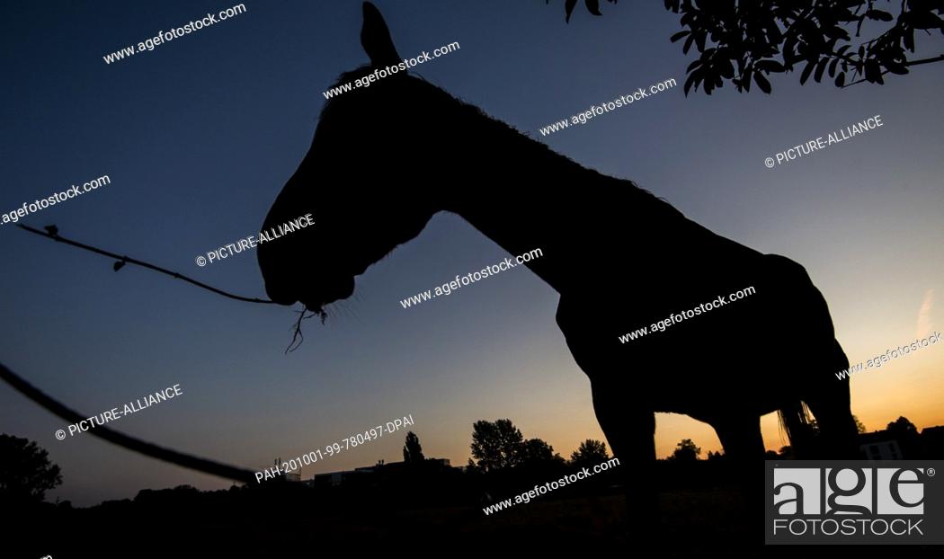 Stock Photo: dpatop - 01 October 2020, Lower Saxony, Laatzen: A horse is grazing on a paddock on the Leinemasch in the region of Hannover shortly before sunrise.