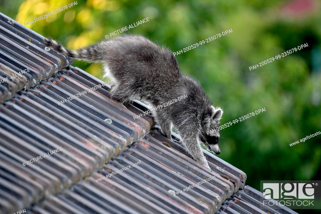 Stock Photo: 28 May 2020, Berlin: A raccoon runs across a roof. The small bear, called Elma, sets off on his nightly forays. Photo: Britta Pedersen/dpa-Zentralbild/ZB.