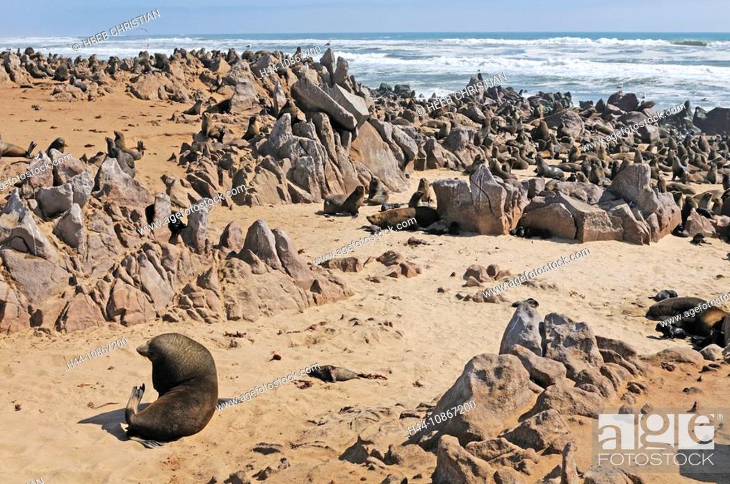 Stock Photo: Cape Fur Seal, Arctocephalus pusillus, Coast, Skeleton Coast Camp, Wilderness Safaris, Skeleton Coast, National Park, Kaokoland, Kunene Region, Namibia, Africa.