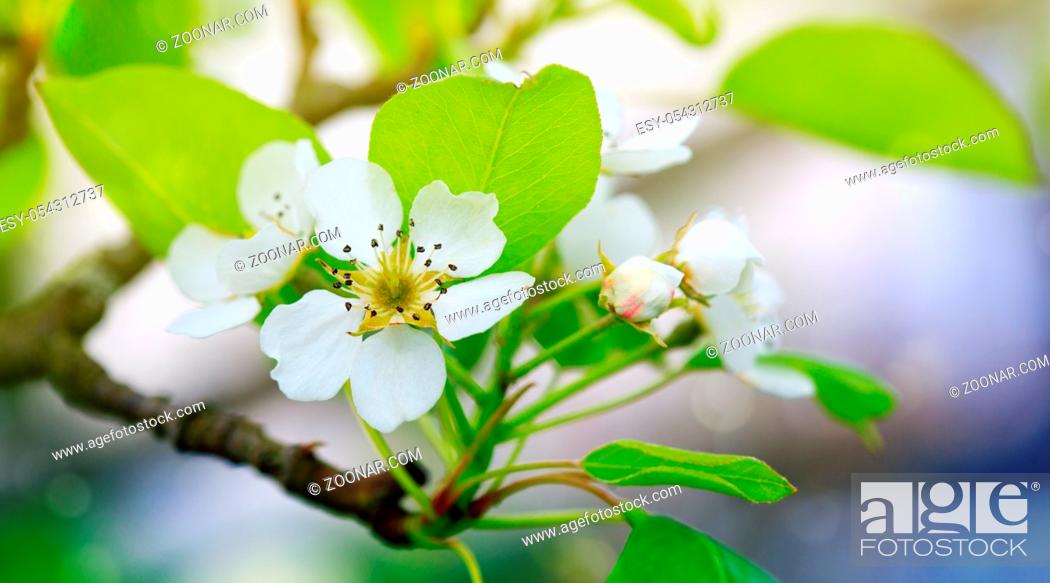 Stock Photo: A blooming pear tree bunch of flowers. Spring background.