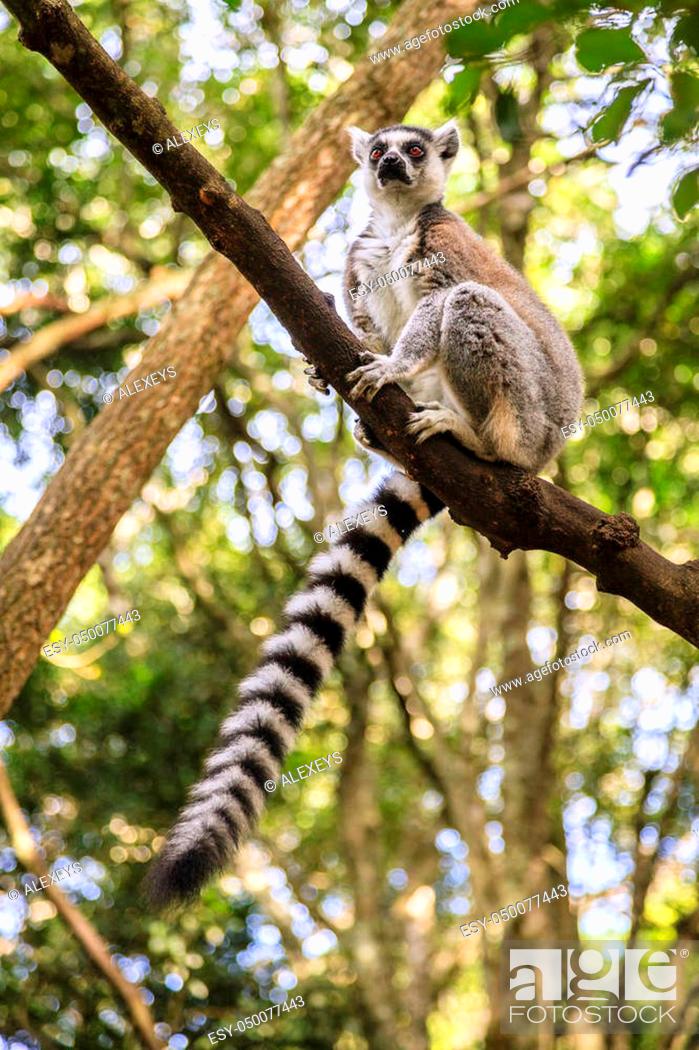 Stock Photo: Ringtail Lemur at primate rescue center near Plettenberg Bay, South Africa.