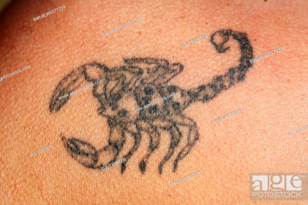 scorpion tattoo, Stock Photo, Picture And Rights Managed Image. Pic.  BWI-BLWS171219 | agefotostock