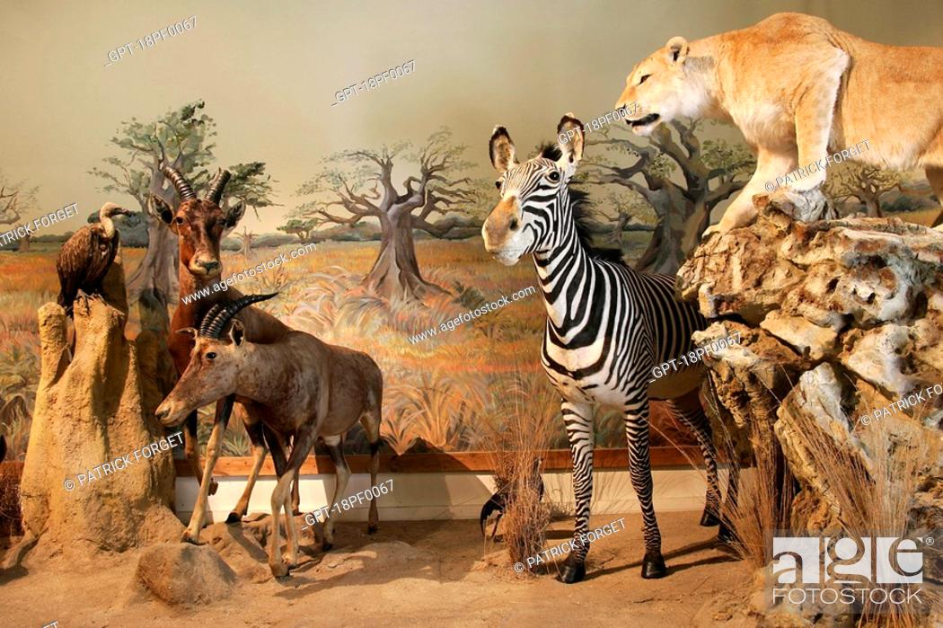 WILD ANIMALS, NATURAL HISTORY MUSEUM, BOURGES, CHER 18, FRANCE, Stock  Photo, Picture And Rights Managed Image. Pic. GPT-18PF0067 | agefotostock