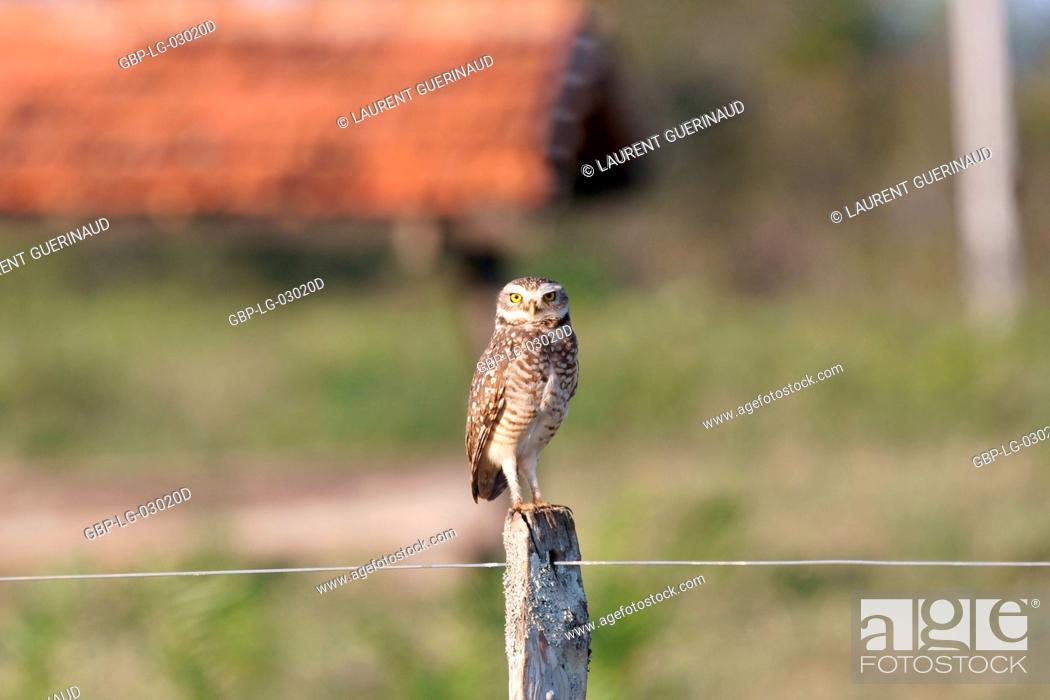 Imagen: Ave, Owl Bad road, Pantanal, Mato Grosso do Sul, Brazil.