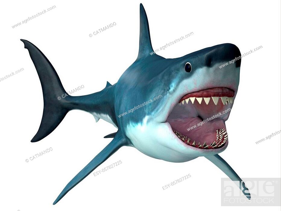 Stock Photo: Megalodon was an enormous carnivorous shark that roamed the oceans of the Pleistocene Period.