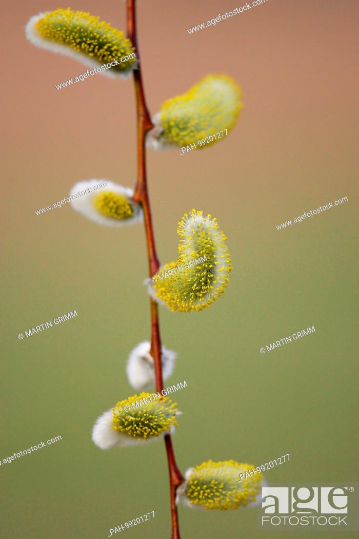 Stock Photo: Willow Catkin (Salix spec.), branch with male catkins, Brandenburg, Germany | usage worldwide. - /Brandenburg/Germany.