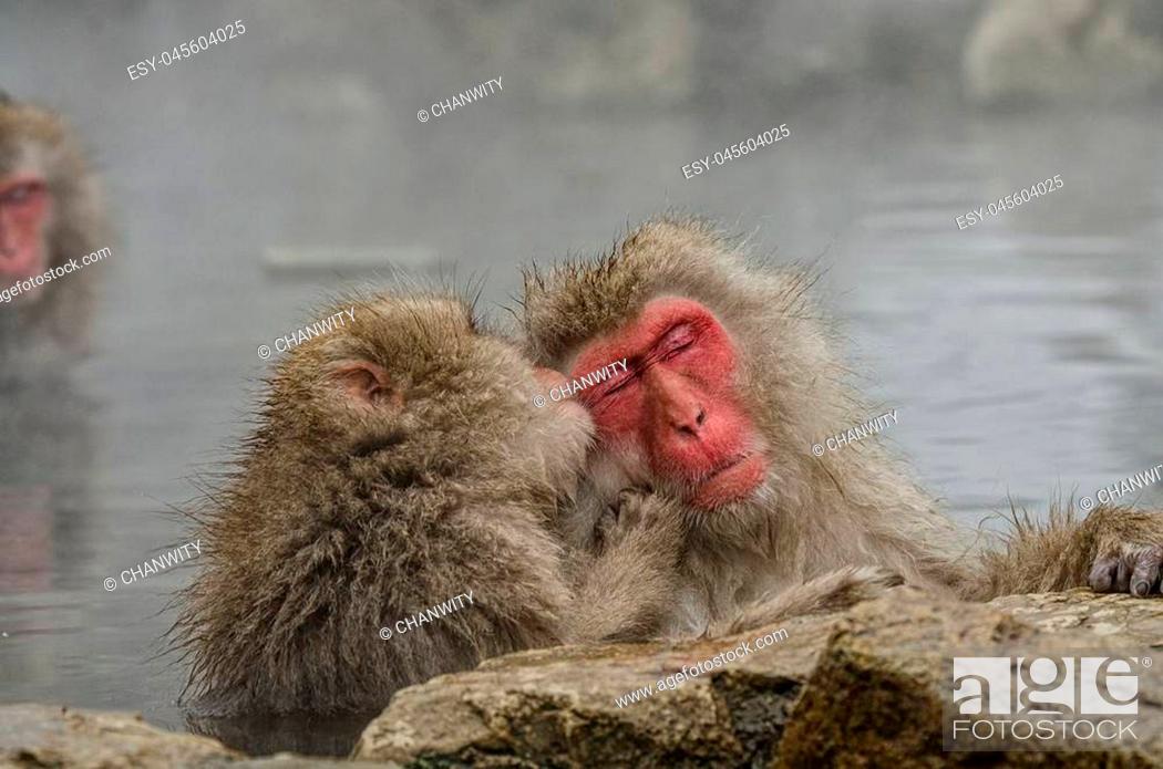 Stock Photo: Japanese Snow monkey Macaque in hot spring Onsen Jigokudan Park, Nakano, Japan.