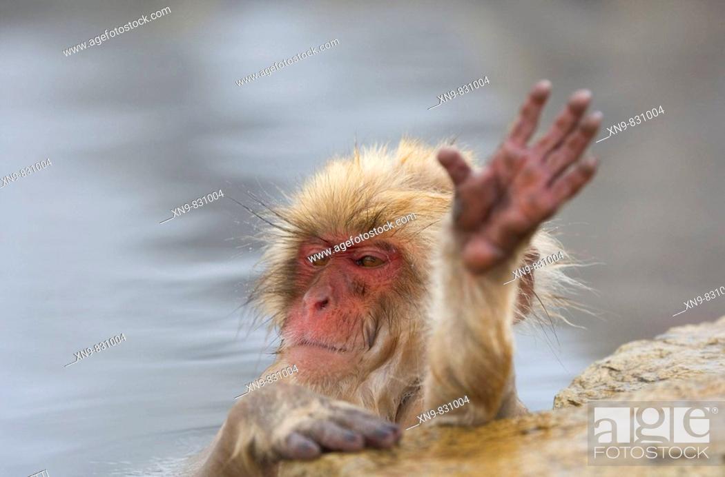 Stock Photo: Japanese Macaque Macaca fuscata, young Might be say hello, Jigokudani Yaen-Koen, Nagano Prefecture Japan.