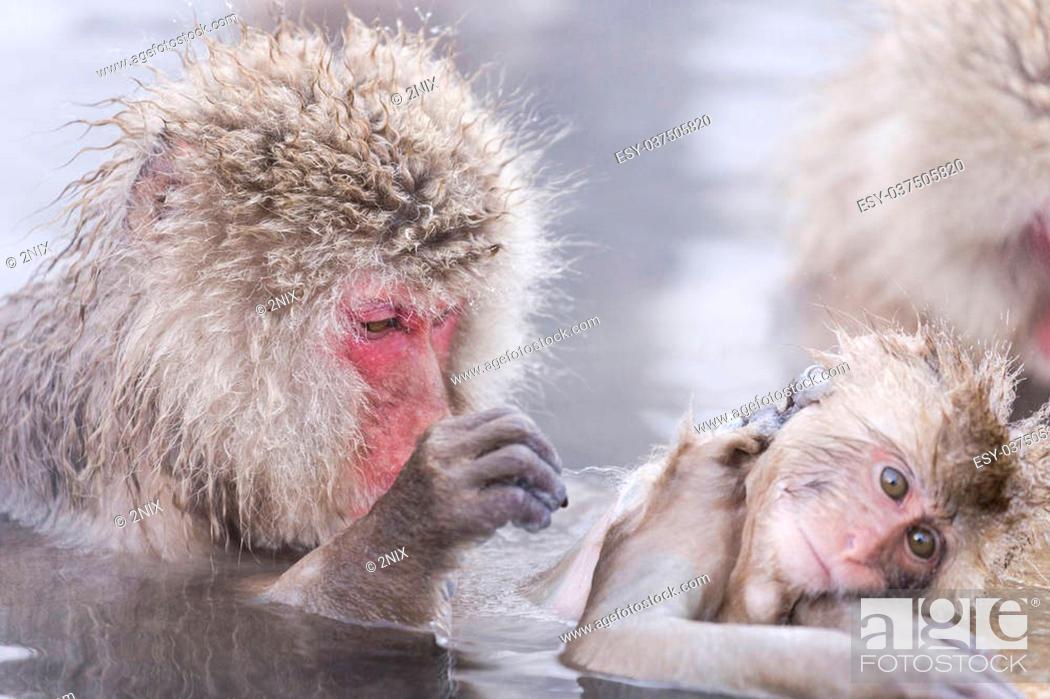 Stock Photo: Jigokudani snow monkey bathing onsen hotspring famous sightseeing in Japan.
