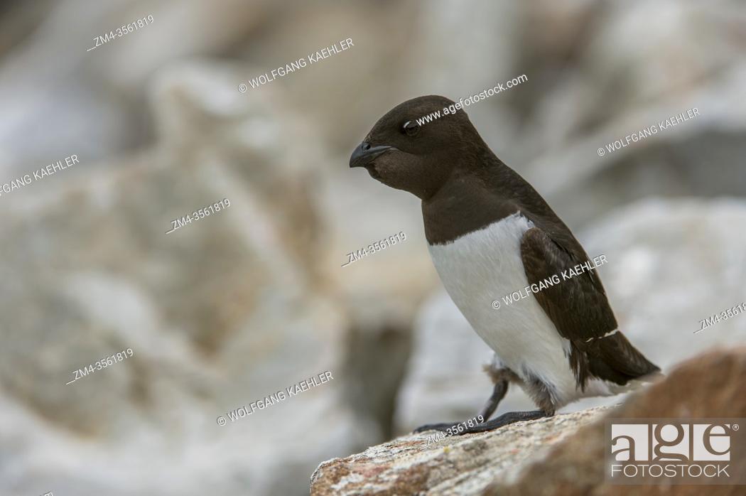 Stock Photo: A Little auk or dovekie (Alle alle) sitting on a rock at their nest site on a rocky hillside at Varsolbukta in Bellsund, which is a 20 km long sound and part of.