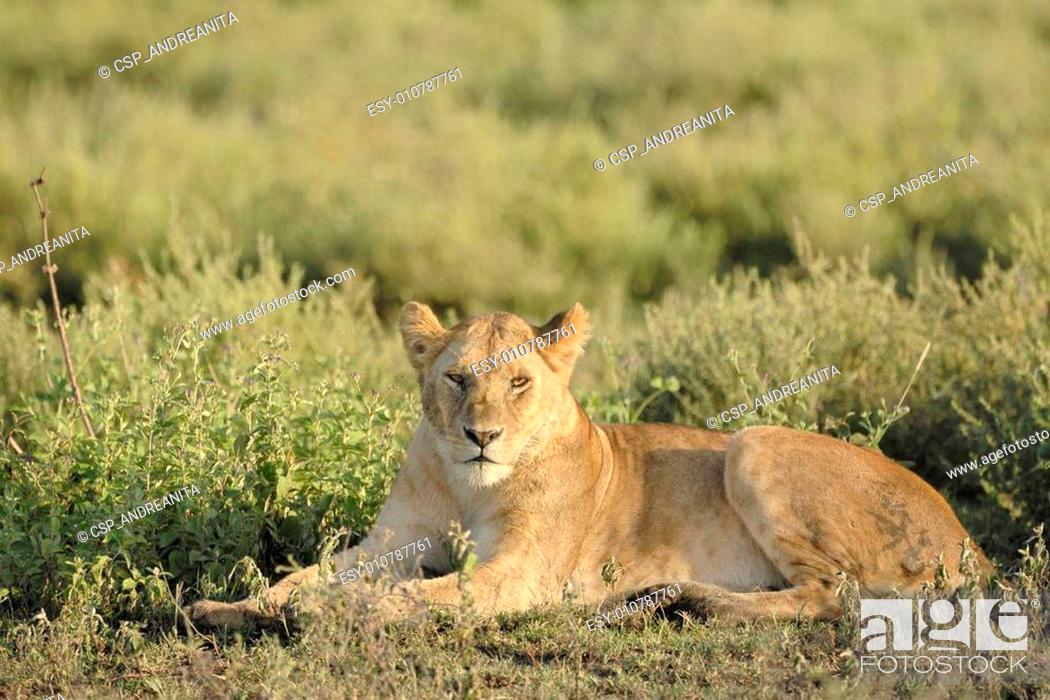 Stock Photo: Lioness lying in grass.