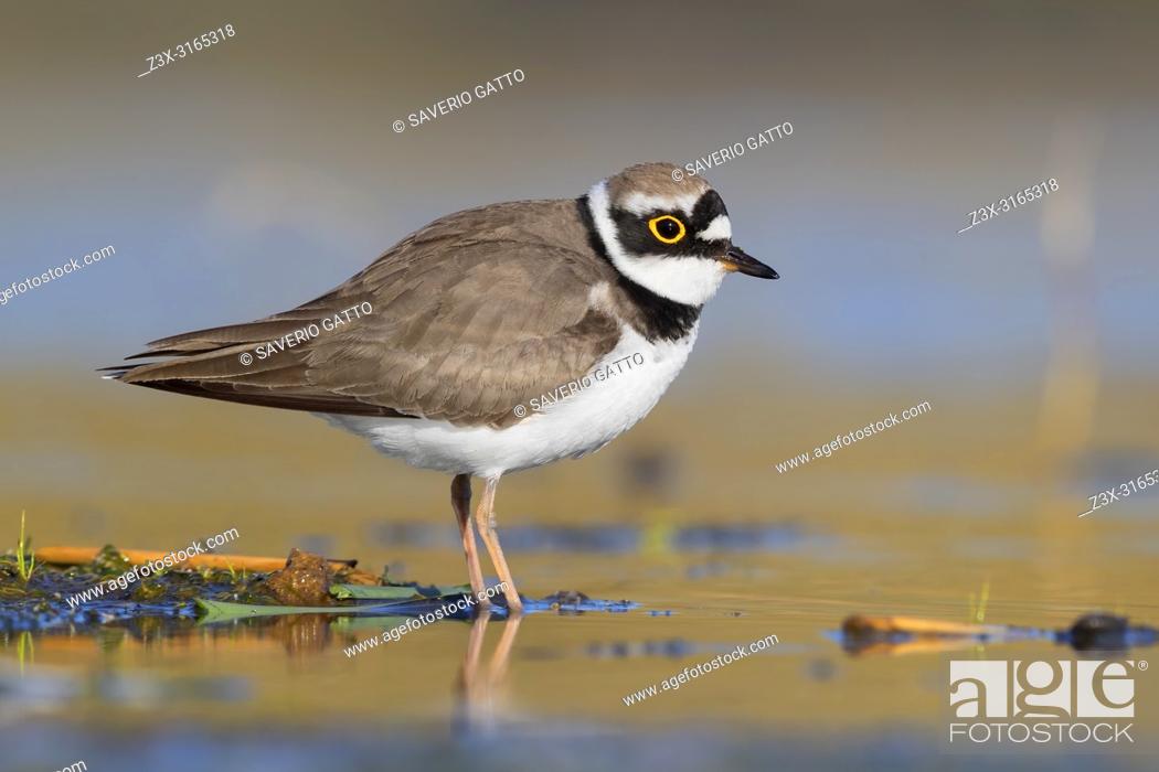 Stock Photo: Little Ringed Plover (Charadrius dubius), adult standing in a pond.