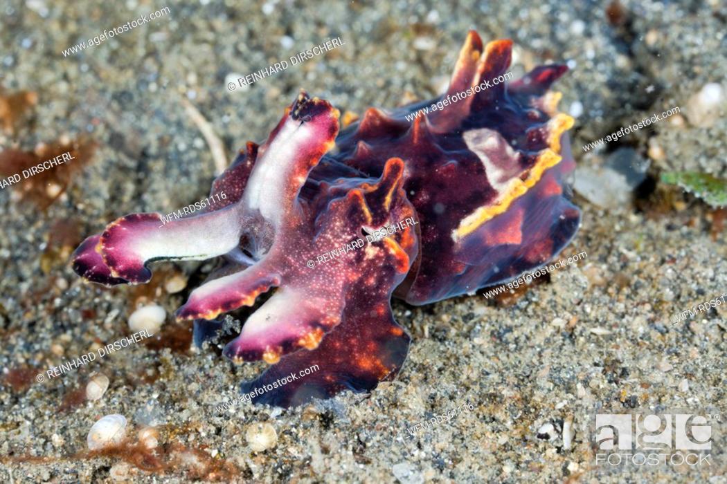 Stock Photo: Flamboyant Cuttlefish, Metasepia pfefferi, Lembeh Strait, North Sulawesi, Indonesia.
