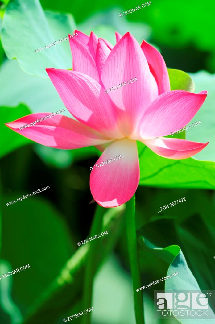 Pink lotus flower blooming in pond in the summer, Stock Photo, Picture And  Rights Managed Image. Pic. ZON-3677422 | agefotostock