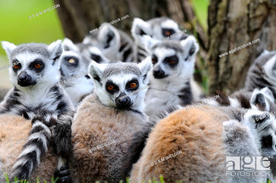 Stock Photo: ring-tailed lemur Lemur catta, group next tree trunk.