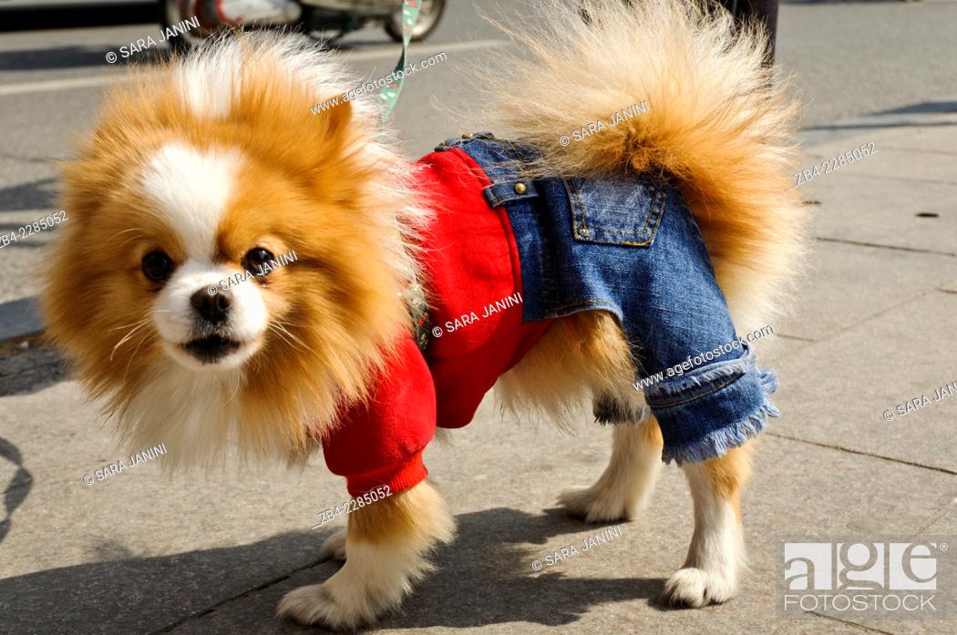 Stock Photo: Pekinese dog with jeans, Nanjing Road, Huangpu District, Shanghai, China, Asia.