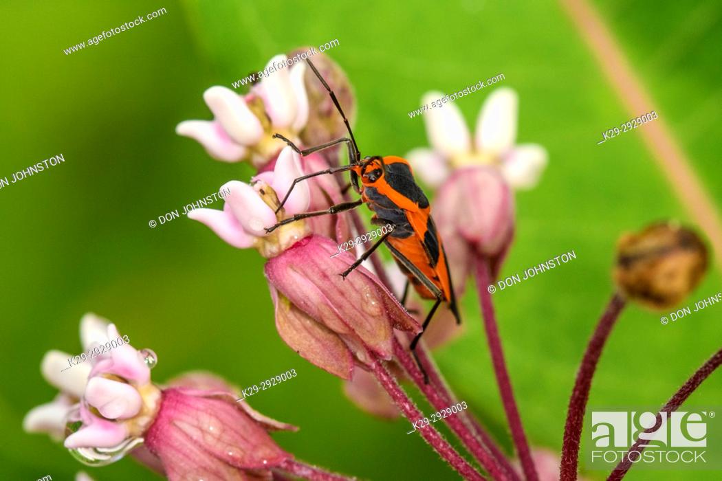 Stock Photo: Large milkweed bug (Oncopeltus fasciatus), Greater Sudbury, Ontario, Canada.