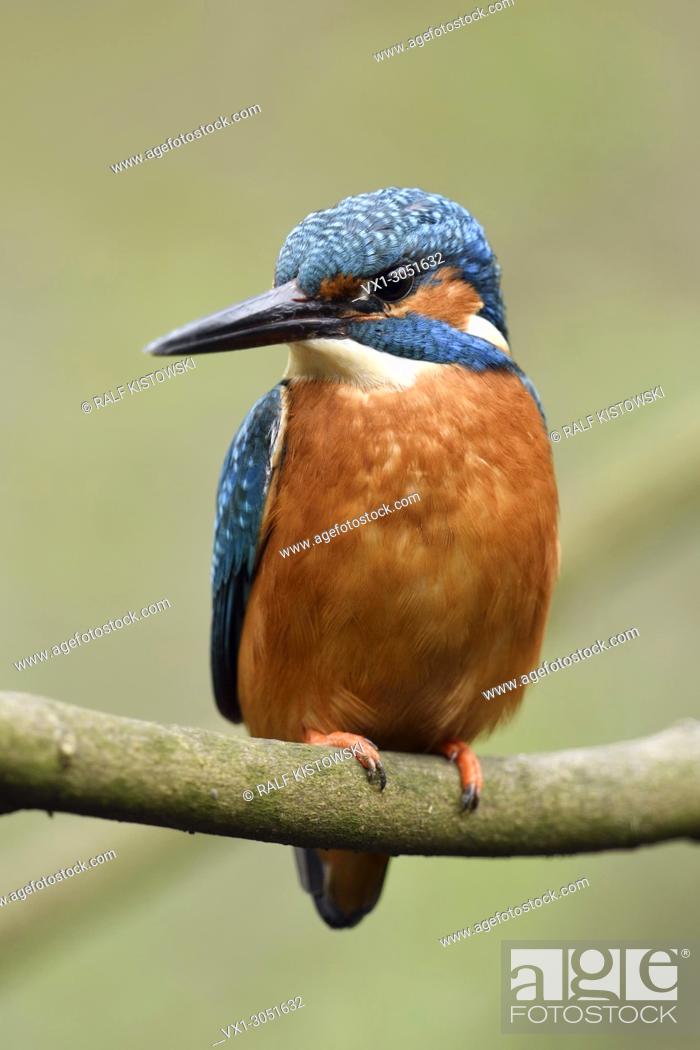 Stock Photo: Eurasian Kingfisher (Alcedo atthis ), male bird, perched on a branch of a tree, frontal view, detailed close-up, wildlife, Europe.