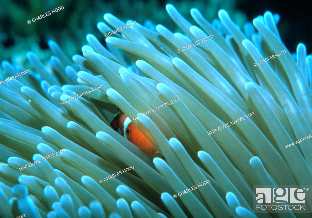 Stock Photo: Anemone with clownfish  Date: 16/1/01  Ref: ZB775-109079-0163  COMPULSORY CREDIT: Oceans Image/Photoshot.