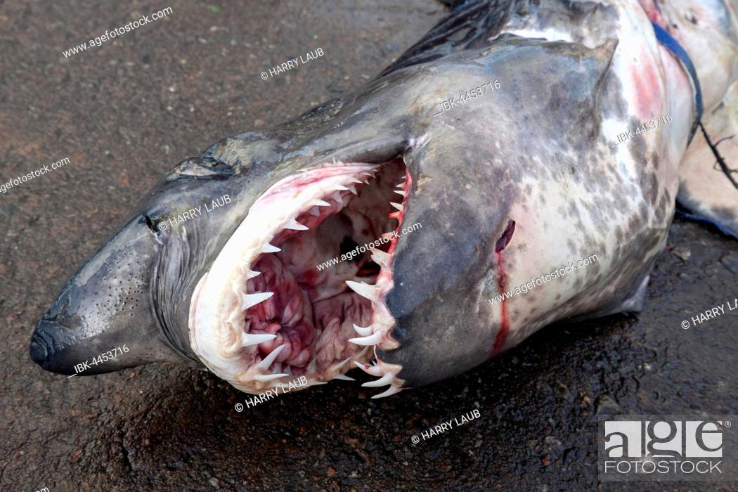 Stock Photo: Great white shark (Carcharodon carcharias) on ground, open mouth with sharp teeth, fish market, Beruwela, Western Province, Sri Lanka.