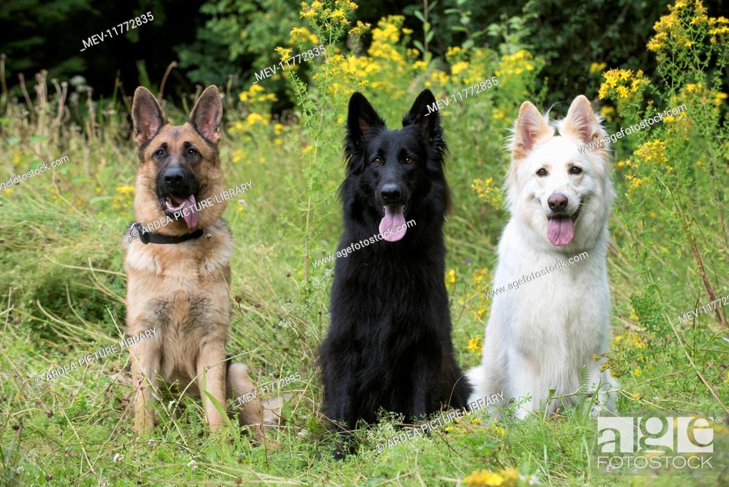 Dog German Shepherd Sable Black White In A Garden Meadow Stock Photo Picture And Rights Managed Image Pic Mev 11772835 Agefotostock