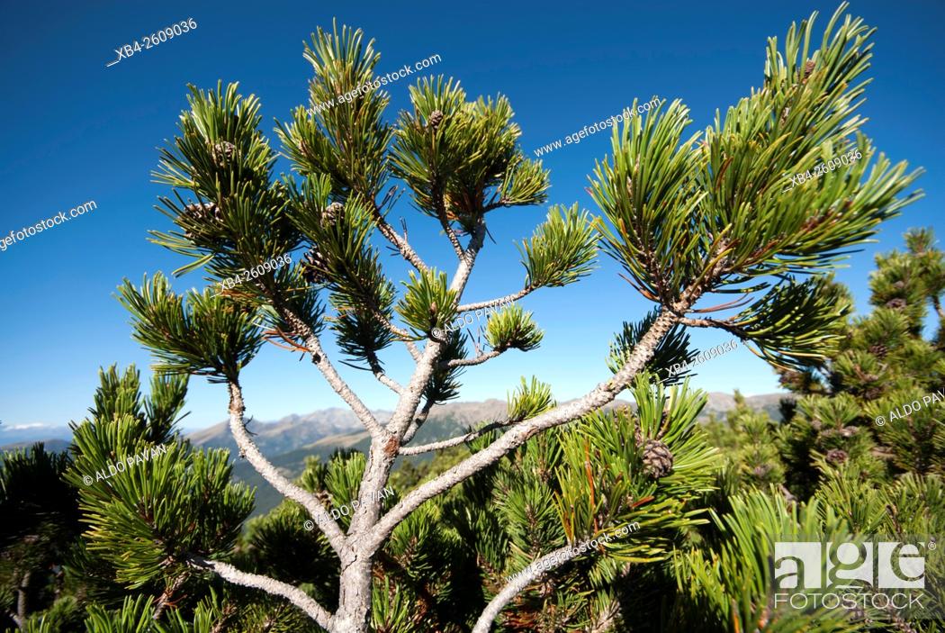 Stock Photo: Mountain pine (Pinus sarentensis), Sarentino, Sarntal valley, Trentino-Alto Adige (Südtirol), Italy.